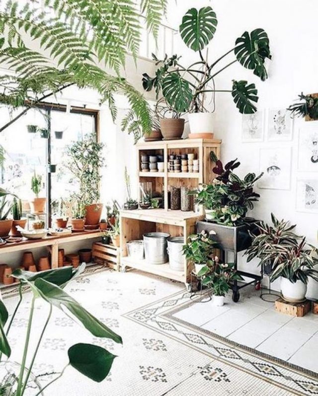 Indoor Jungle in a Small Apartment