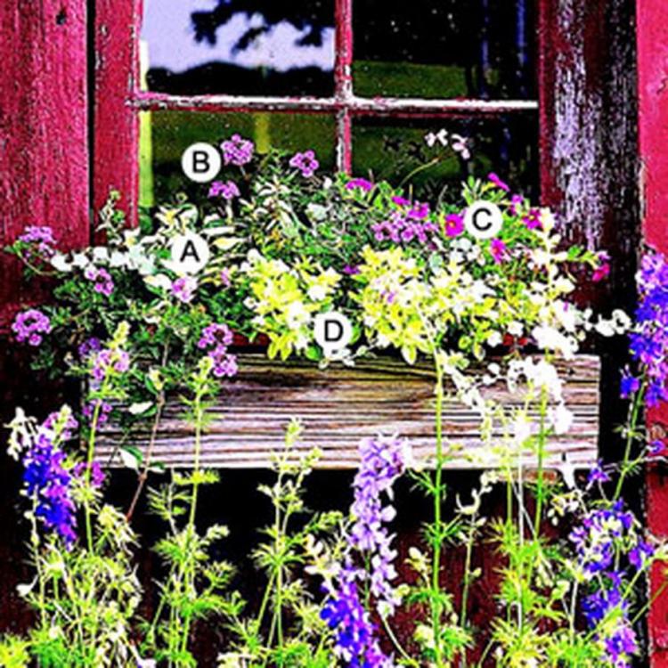 window boxes box plants flower windows style flowers gardens country plant embrace shade awesome beautiful sun easy garden bhg make