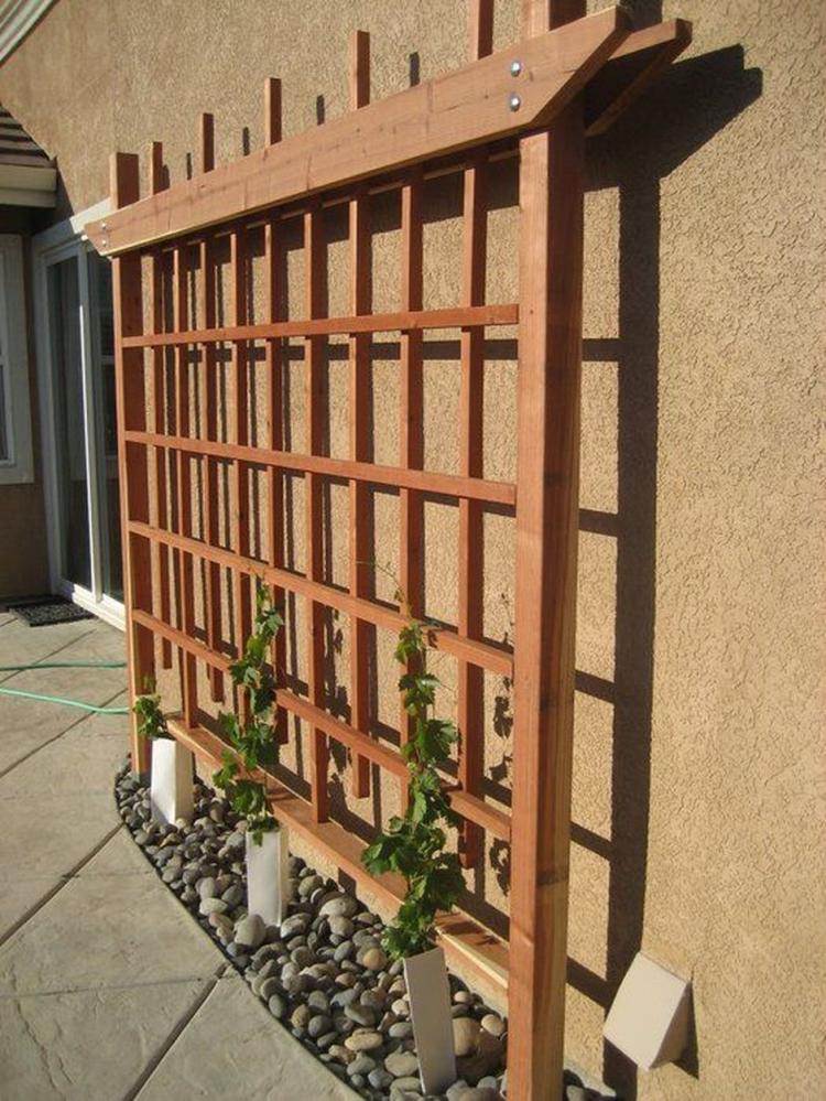 20+ Creative Tips To Growing Grape In Your Home Backyard ...