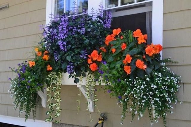 85 Awesome Shade Plants for Windows Boxes Ideas - Page 74 of 85