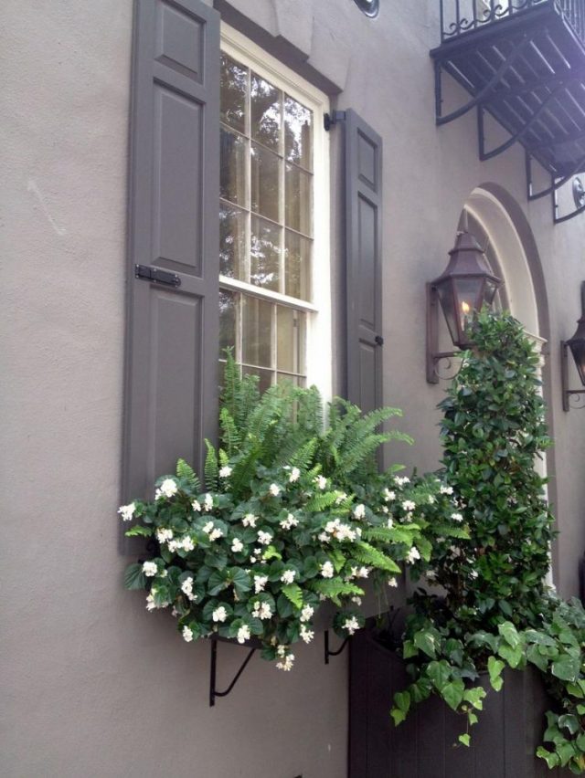 85 Awesome Shade Plants for Windows Boxes Ideas - Page 69 of 85