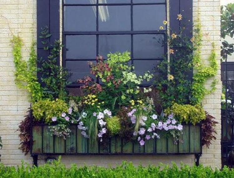 85 Awesome Shade Plants for Windows Boxes Ideas Page 81 of 85