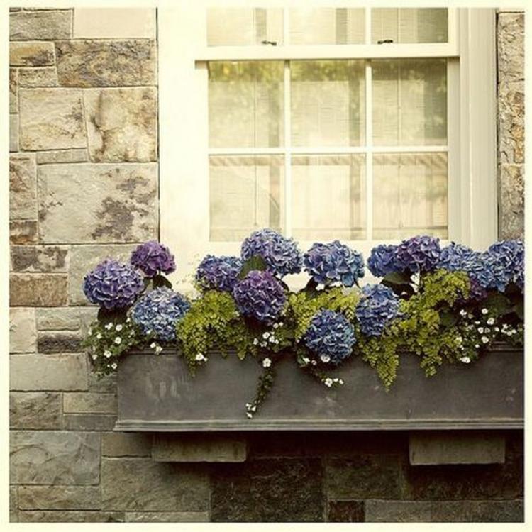 85 Awesome Shade Plants For Windows Boxes Ideas Page 22 Of 85