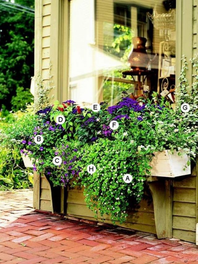 85 Awesome Shade Plants for Windows Boxes Ideas Page 21 of 85