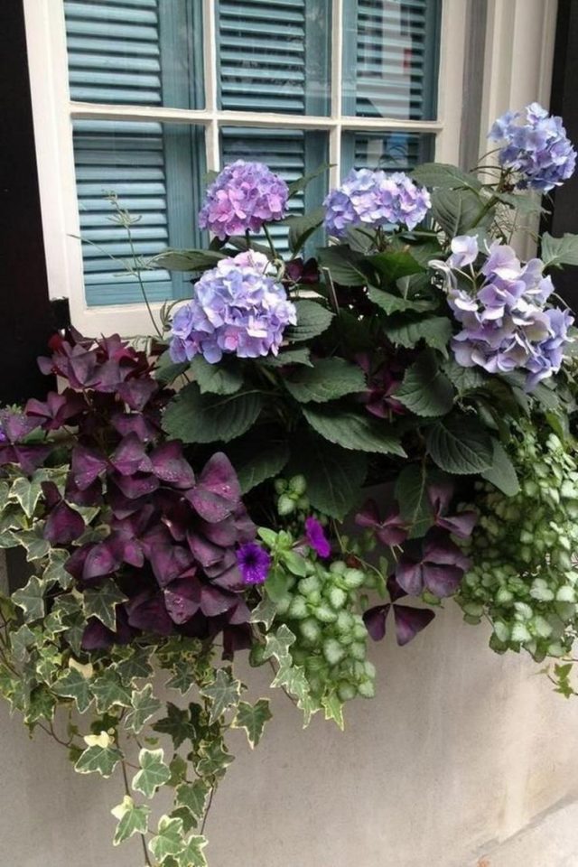 85 Awesome Shade Plants For Windows Boxes Ideas - Page 19 Of 85