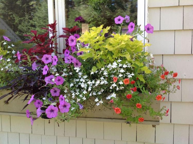 85 Awesome Shade Plants for Windows Boxes Ideas - Page 18 of 85