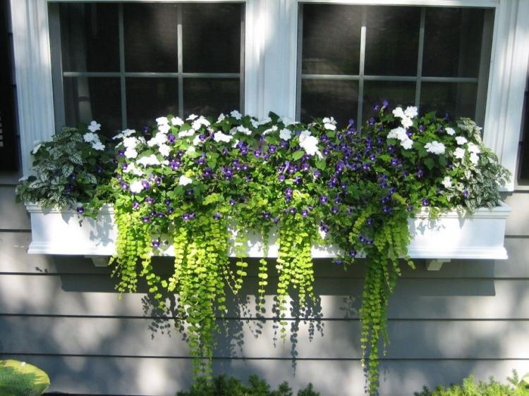 85 Awesome Shade Plants for Windows Boxes Ideas - Page 14 of 85