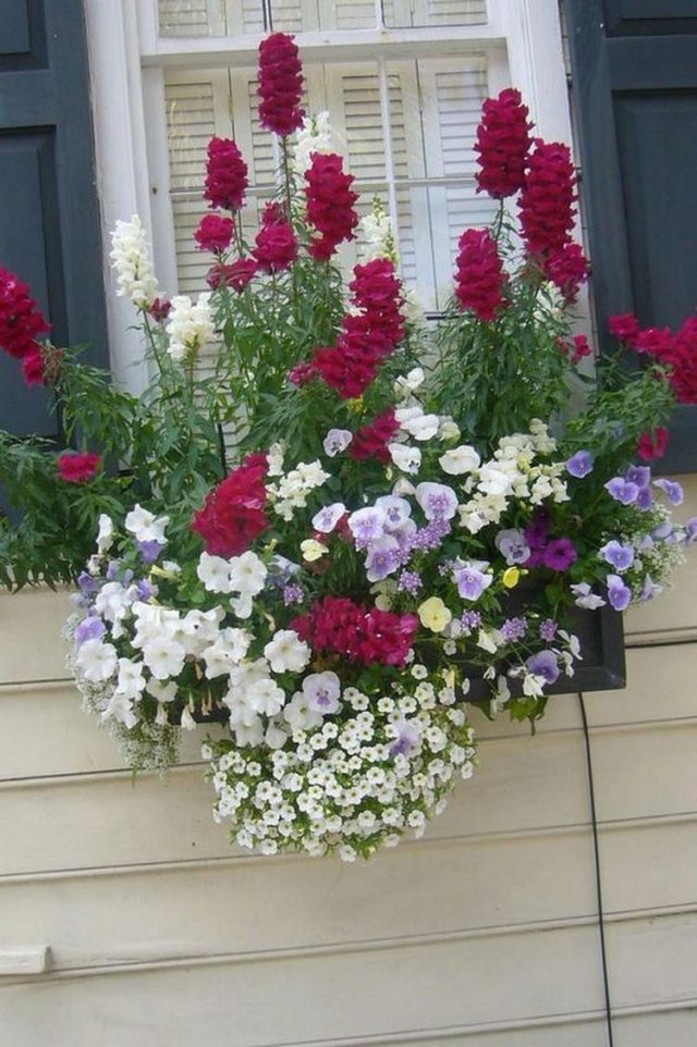 85 Awesome Shade Plants for Windows Boxes Ideas - Page 2 of 85