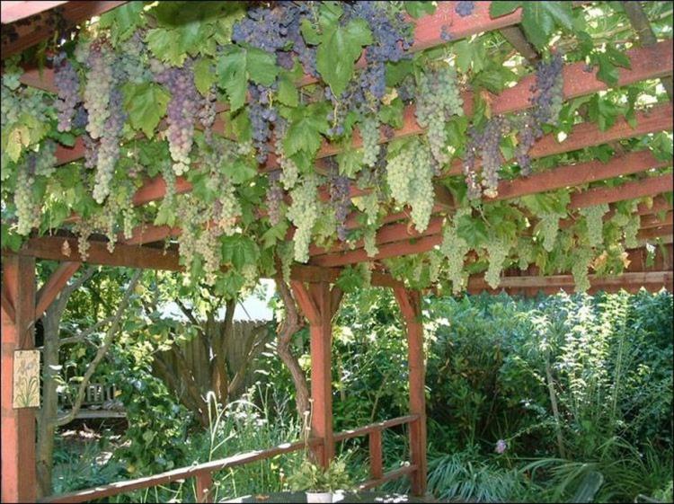 CREATIVE TIPS TO GROWING GRAPE IN YOUR HOME BACKYARD IDEAS 1 