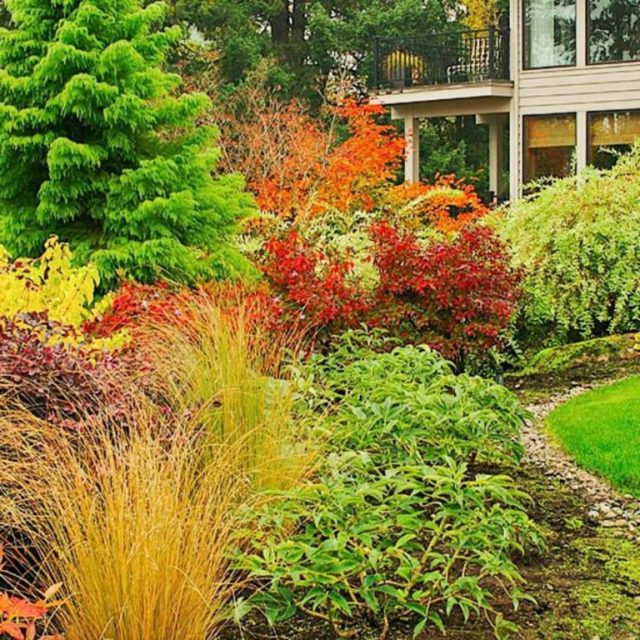 60+ Beuatiful Colorful Landscaping Ideas with Low Maintenance Flower Bushes