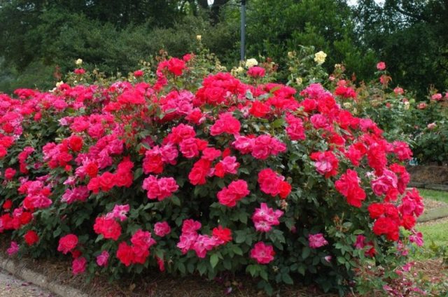 60+ Beuatiful Colorful Landscaping Ideas with Low Maintenance Flower Bushes