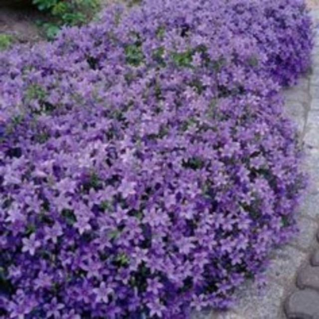 60+ Beuatiful Colorful Landscaping Ideas with Low Maintenance Flower Bushes